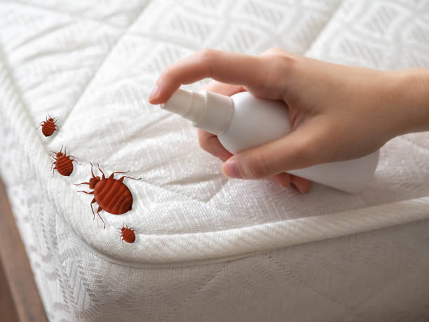 Trusted La Vernia, TX Pest Control Experts